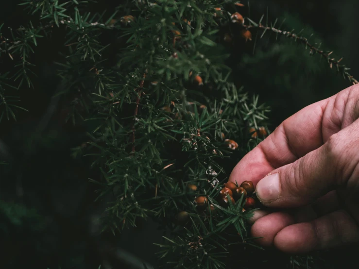 someone holds out the top of a plant