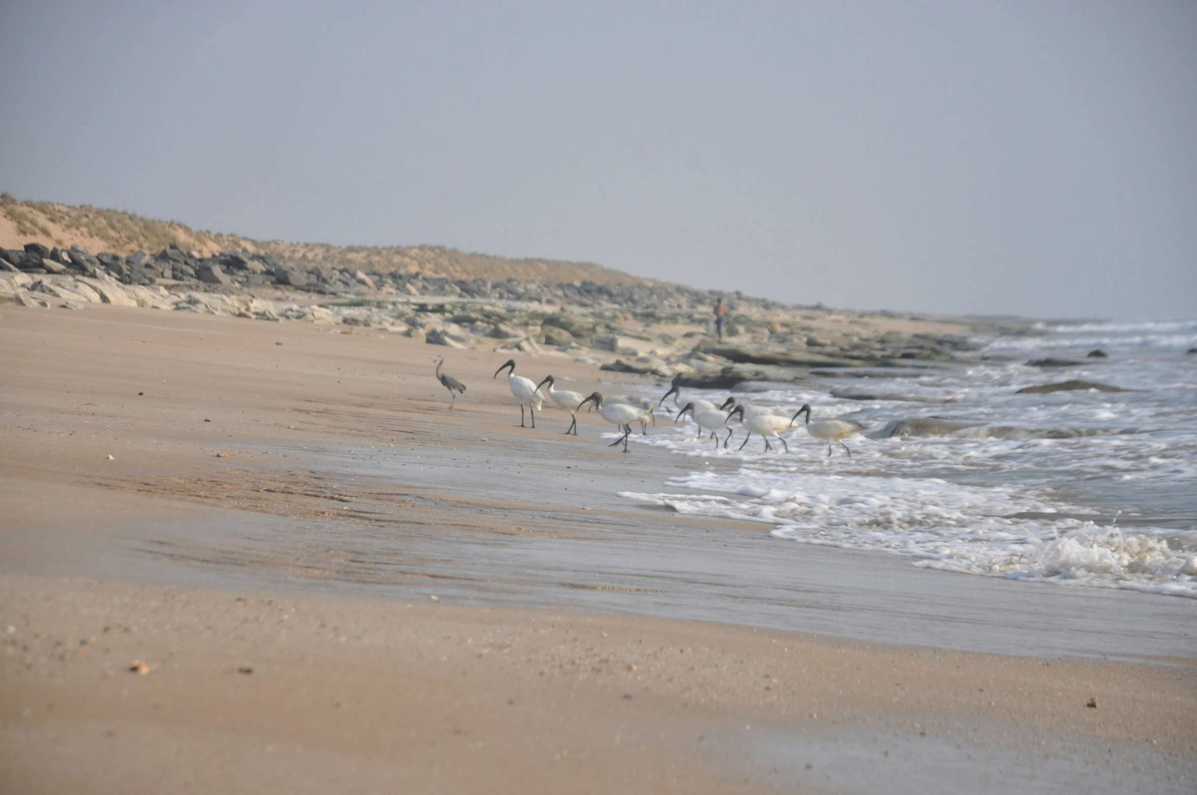 there are birds that are walking along the beach