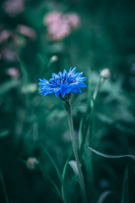 a close up of a blue flower near many other flowers