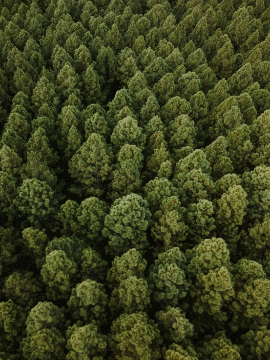 a group of green trees towering over a forest