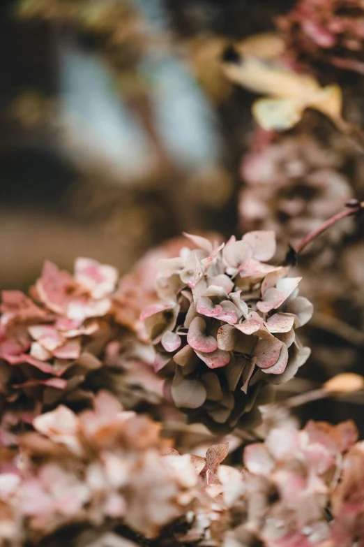 the flowers are blooming out of the flower heads