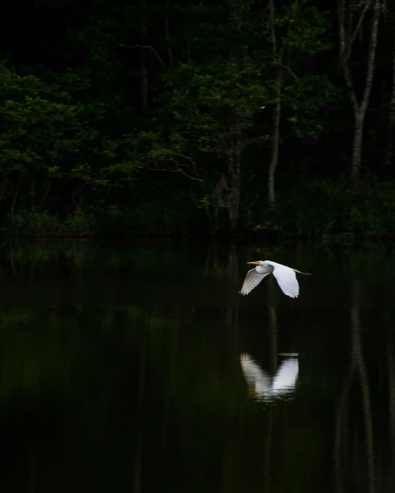 bird flying low over a body of water at night