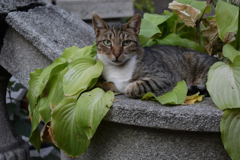 a cat sitting in a planter filled with leaves