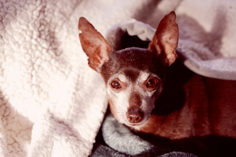 the dog is sitting under the blanket in the bedroom