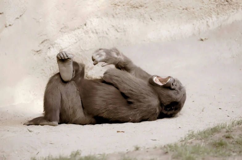 a baby animal is sitting with it's legs up in the air