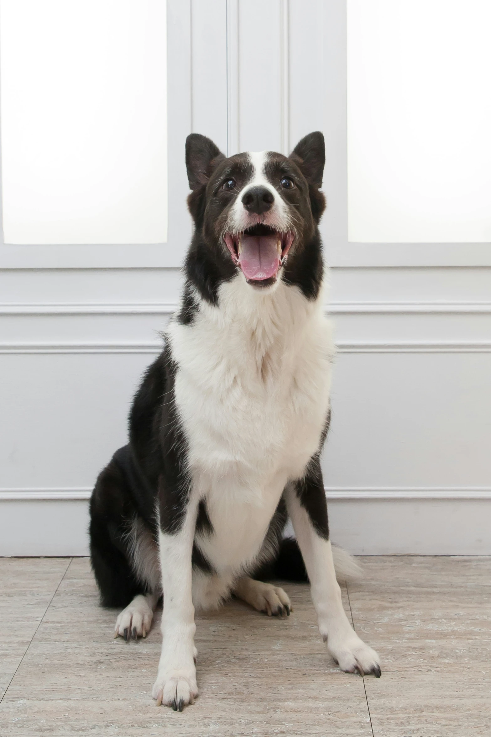 a black and white dog panting at the camera