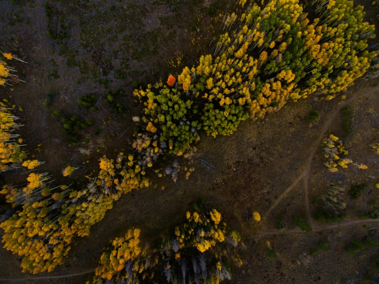 a very tall patch of trees surrounded by leaves