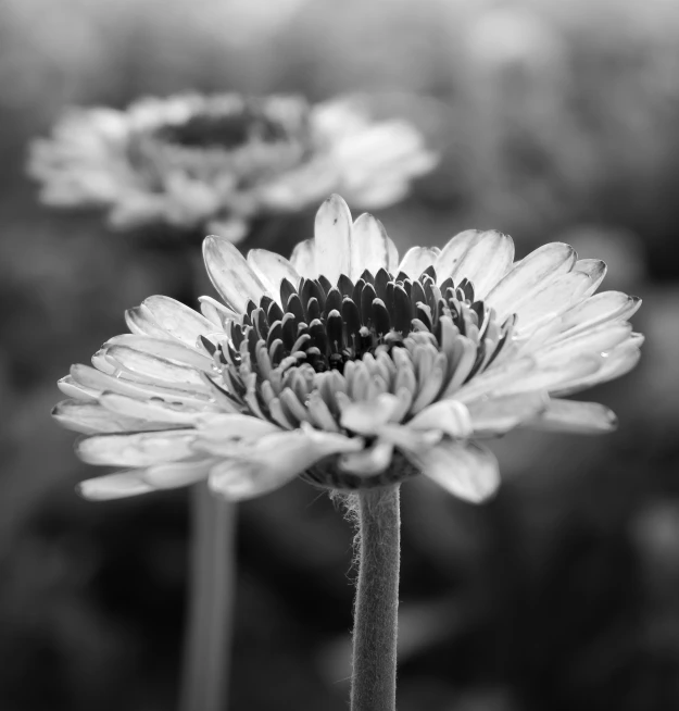 a close up of a flower in a field