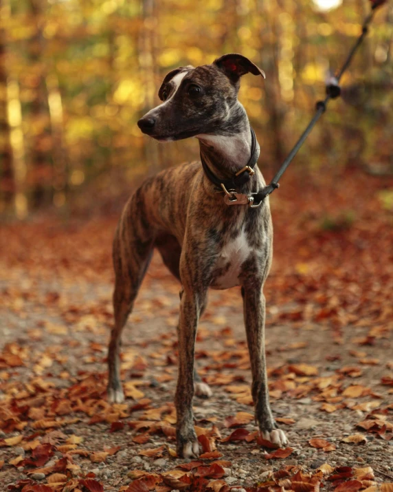 a whippet is standing in the leaves while it is pulling a leash