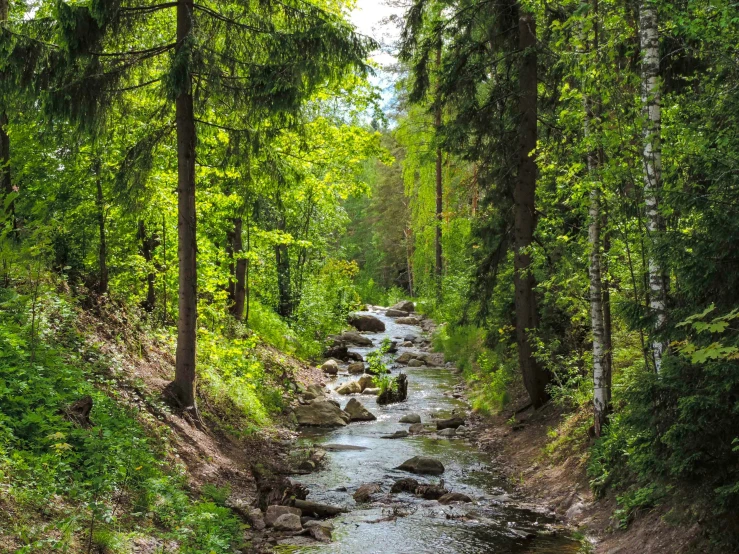 a stream flowing between two trees in the woods