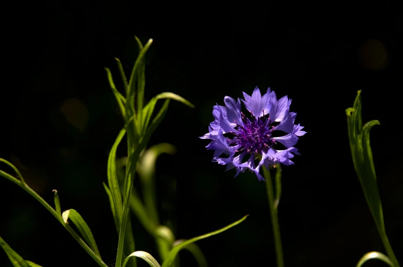 a purple flower growing inside of grass