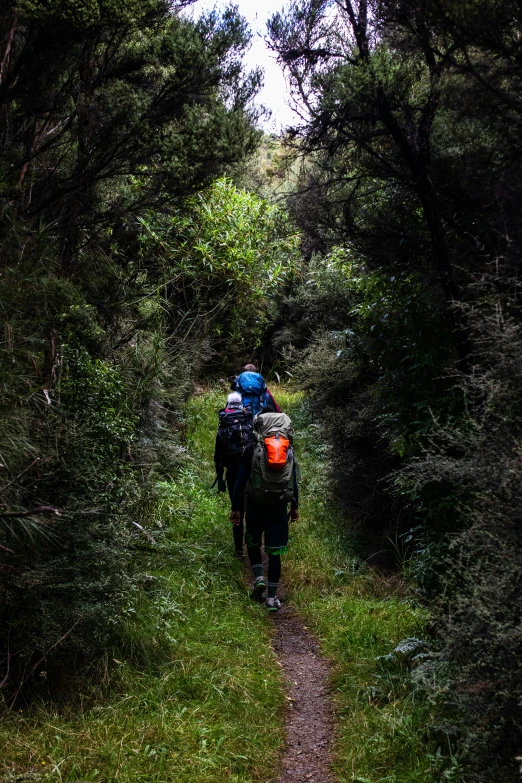 two people trekking on a path through the woods