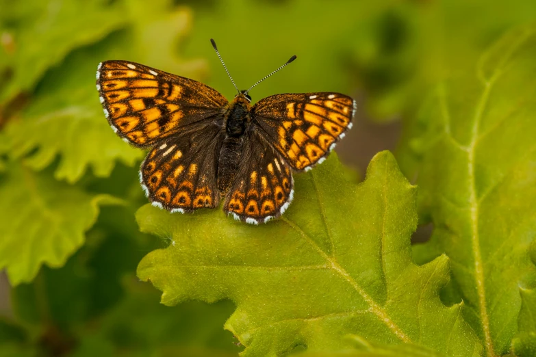 a bright orange erfly sits on top of a leaf