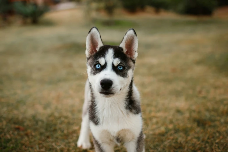 this is a close up of a small husky