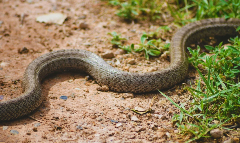 a snake in the dirt with grass around it