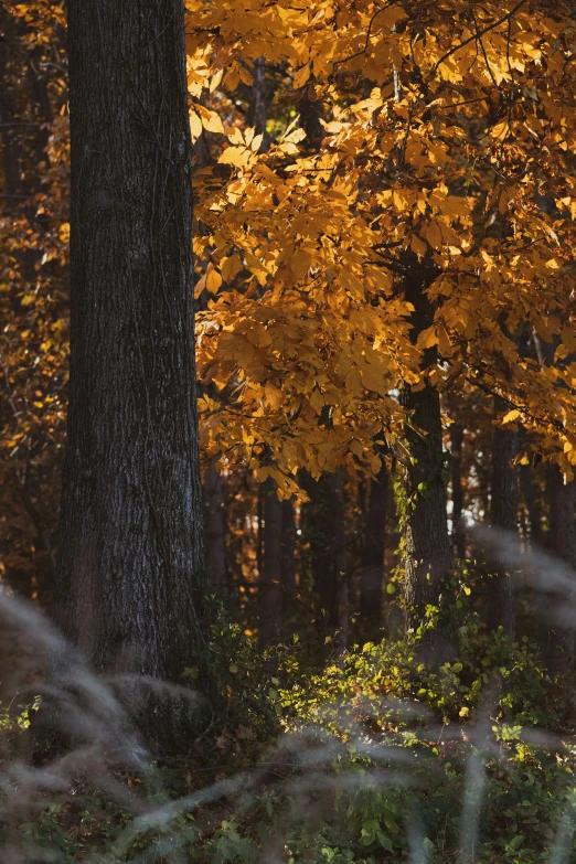 a forest filled with lots of leaves and trees