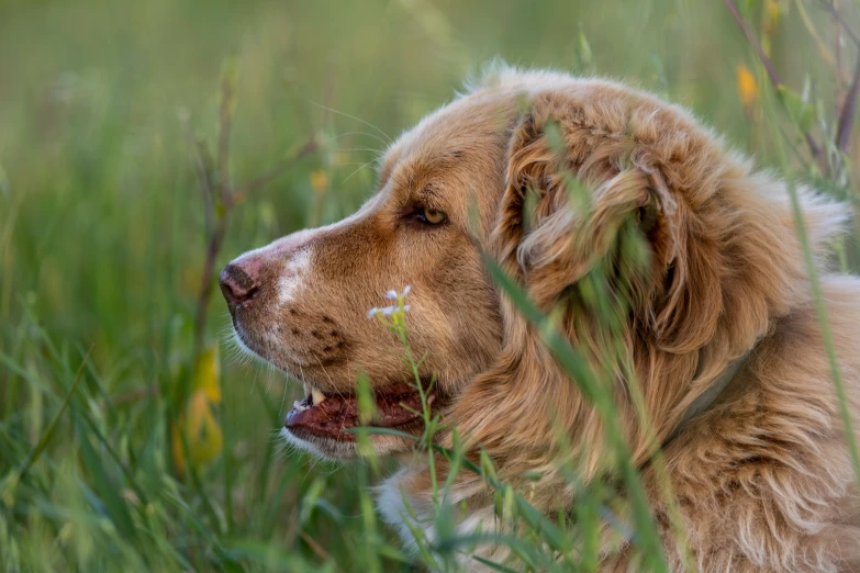 dog with brown fur laying in grass outside