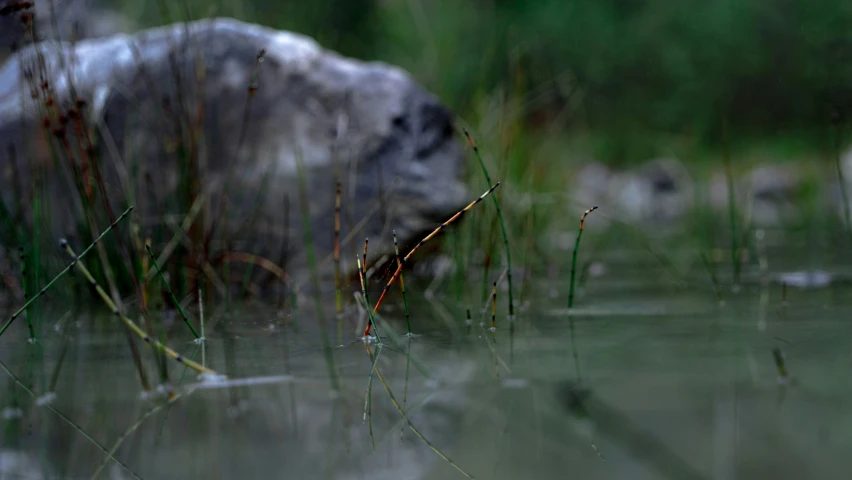 a dog is walking in the water near grass