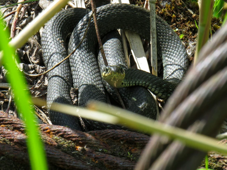 a snake in some grass with another snake laying around