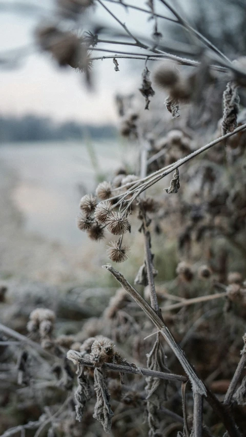 frosted nches are in a field with water