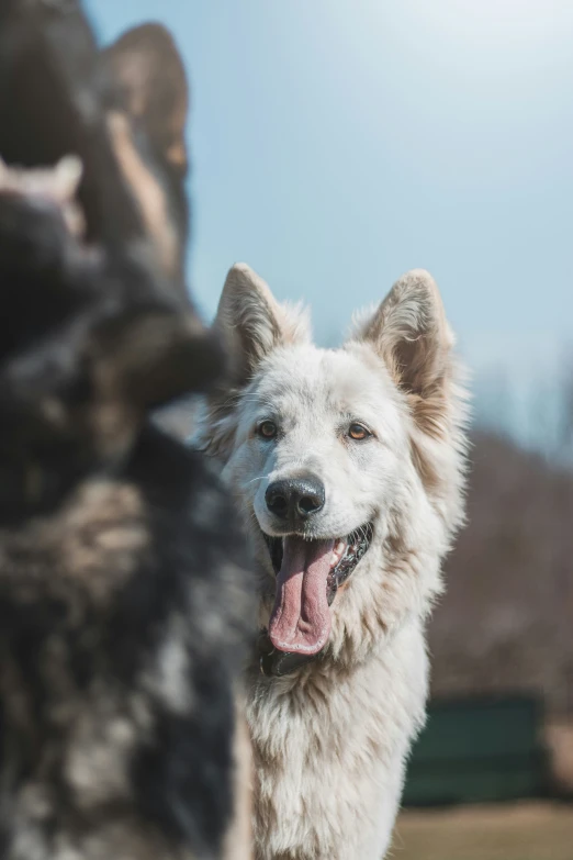 a dog has its teeth open and it's tongue out