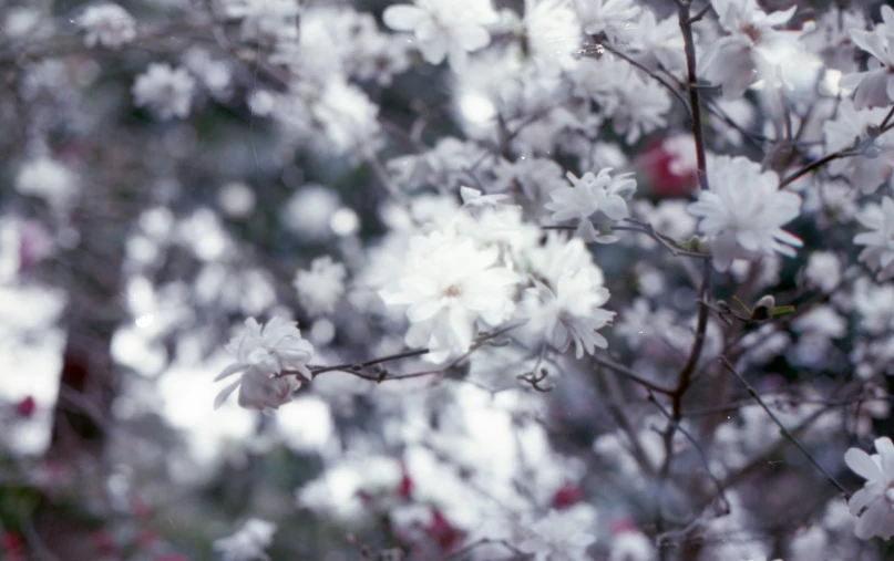 white flowers that are all over the place