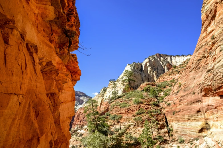 the trees are growing up the rocks near the mountains