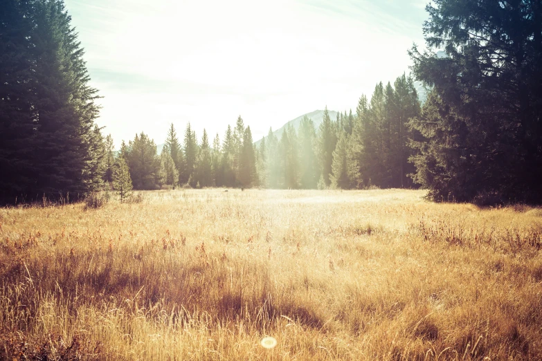 an empty field surrounded by trees in the countryside