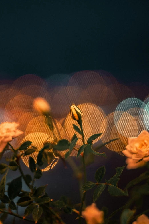 an assortment of white flowers at night with lights in the background