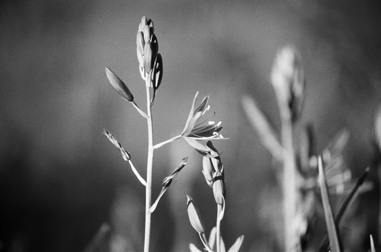 black and white pograph of two flowers