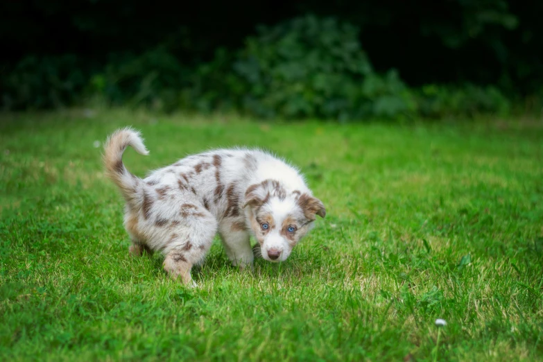 a white and brown puppy walking on grass