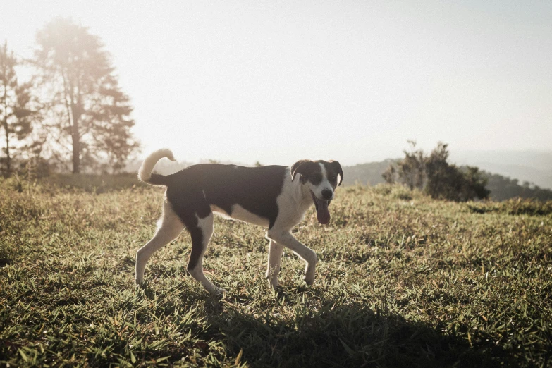 the dog walks across a grassy field on a sunny day