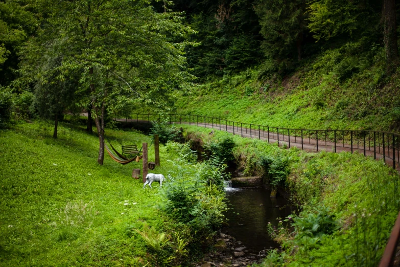 an animal standing in the grass near water