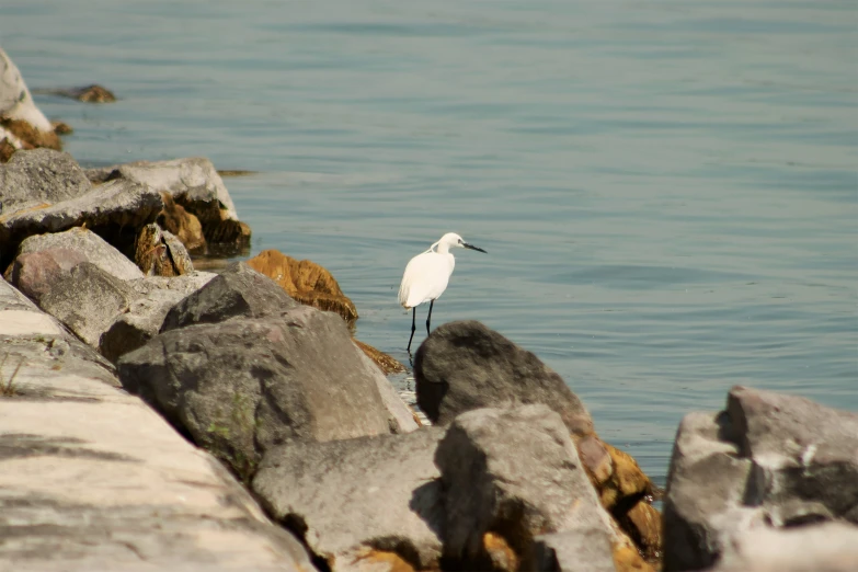 a large long legged white bird standing in the water