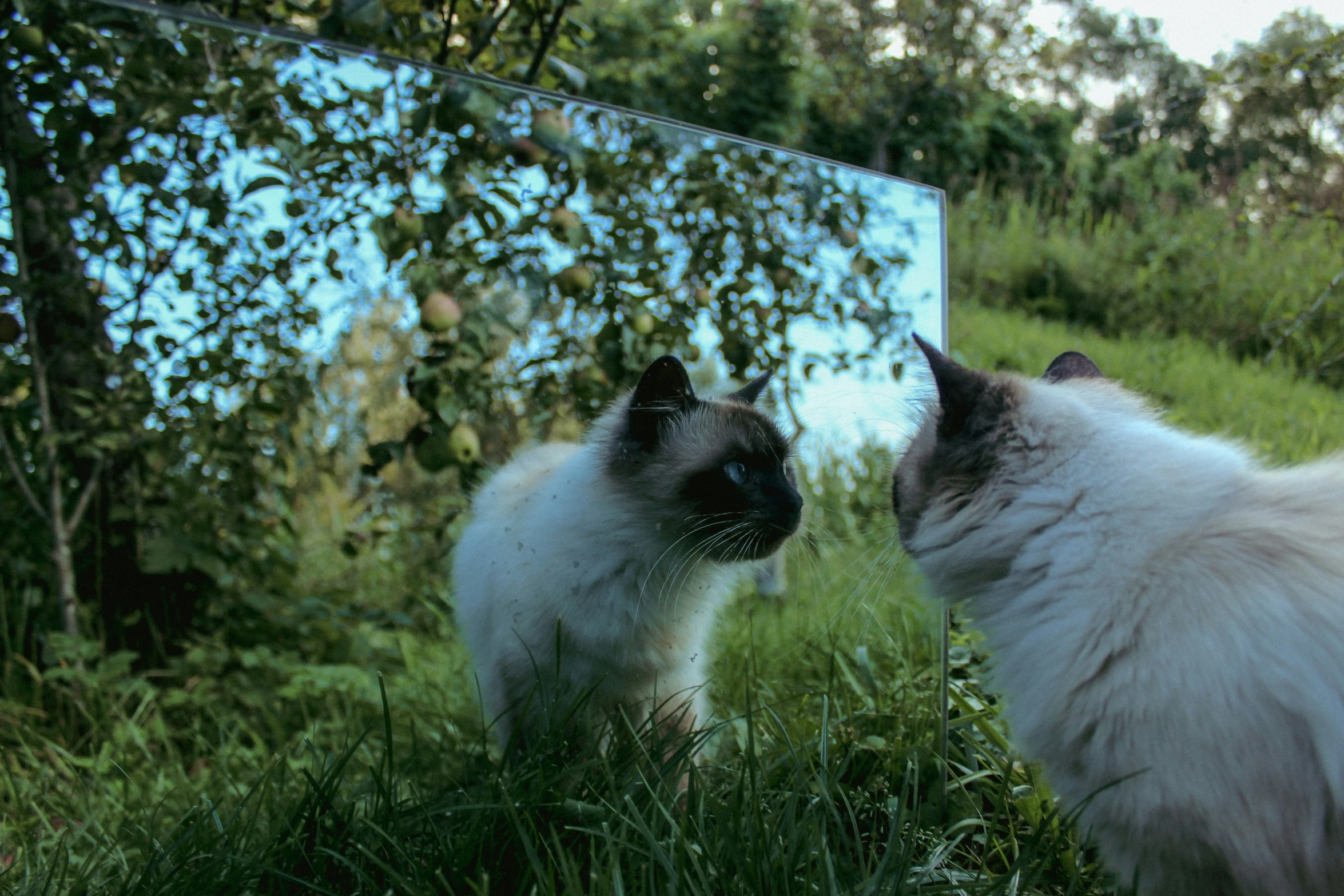 a cat staring at itself in the mirror