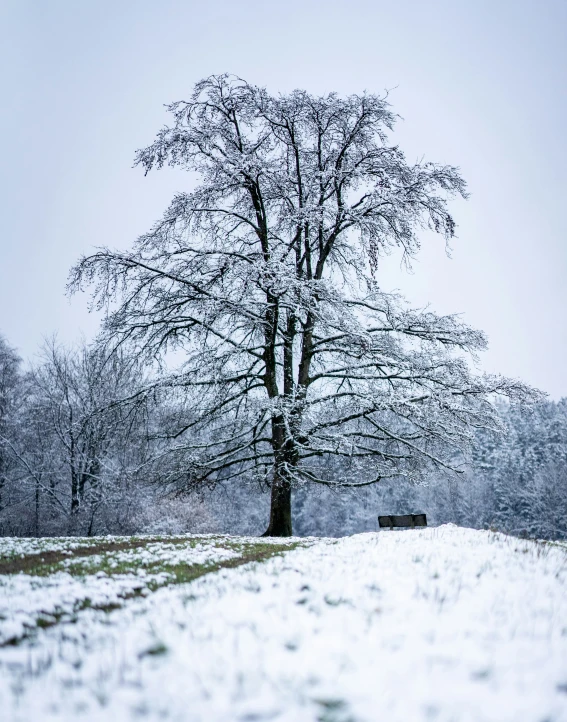 a bare tree stands alone near the park