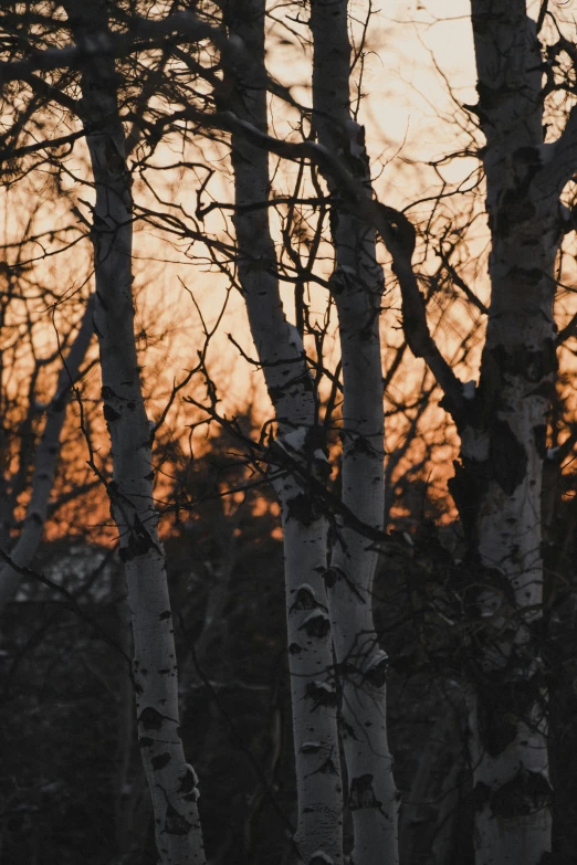 silhouette of trees at sunset with no leaves