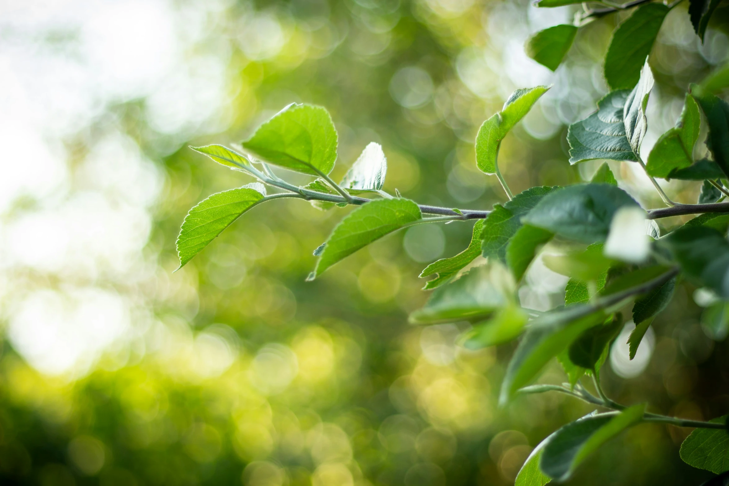 a green nch with many leaves is shown