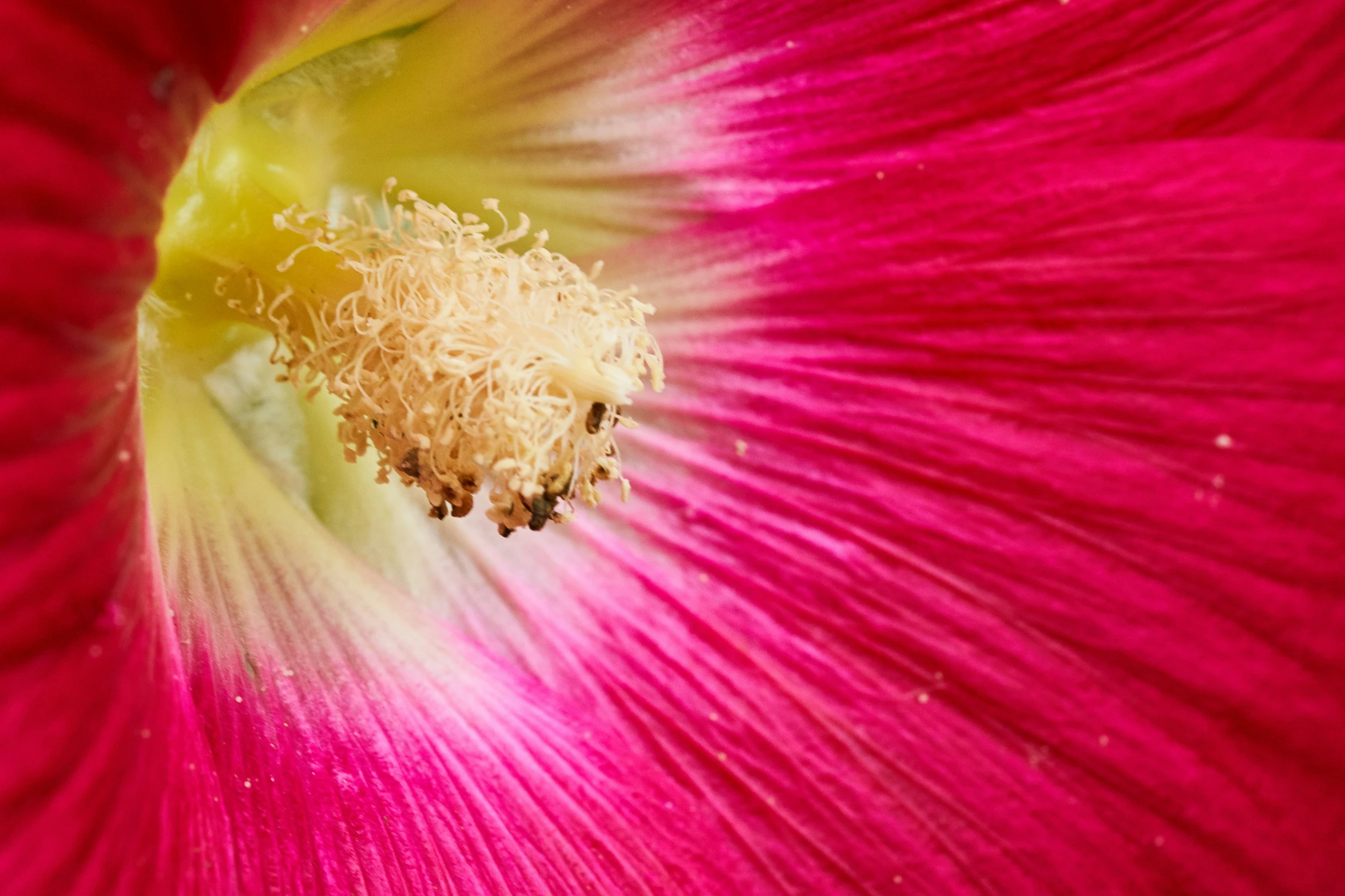 a close up of a pink flower with white stamen