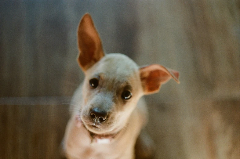 the small dog has brown ears and is looking at the camera