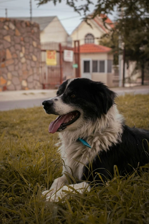 a black and white dog sits in the grass