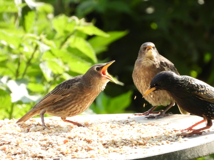 three birds are standing around one another eating