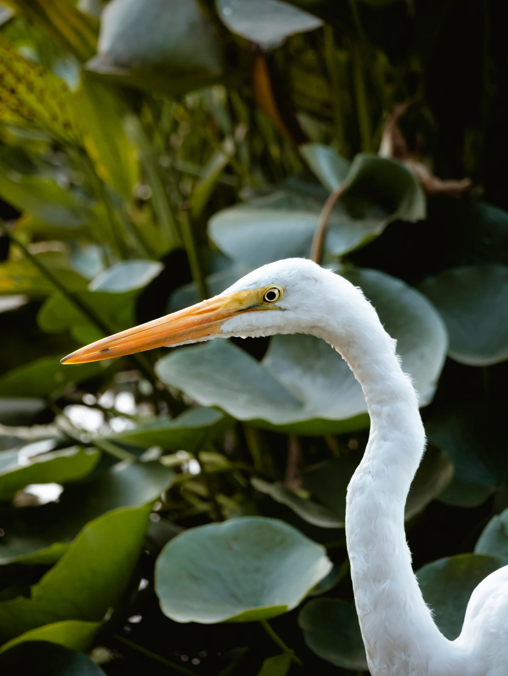 the head of a white bird next to many plants