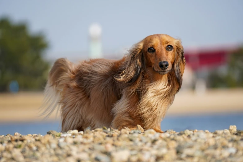 a long haired dog is standing on gravel