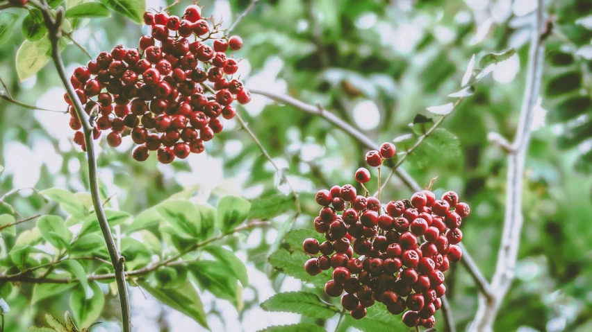 the berries are hanging on the tree by the nches