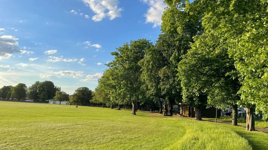 trees lining the grass in a large open field