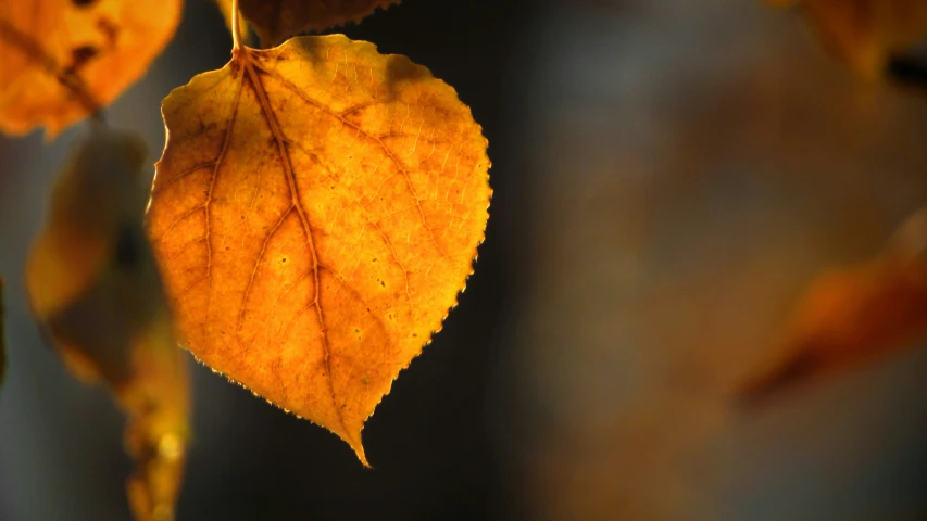 close up view of orange leaf during the fall