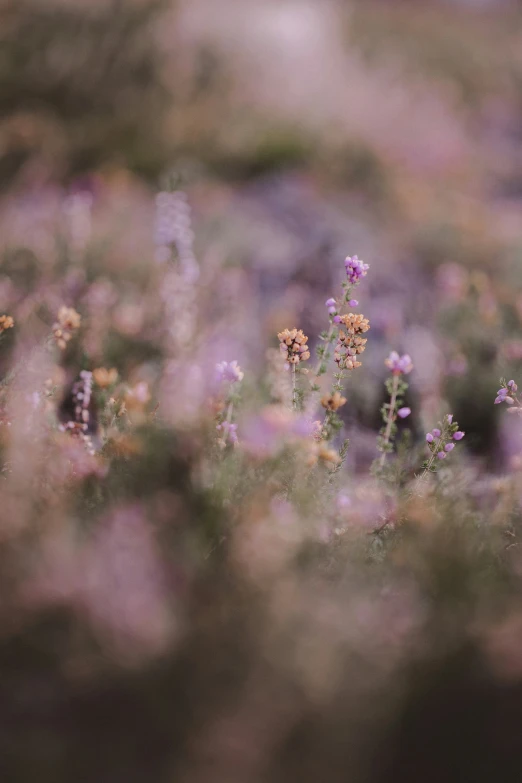 wildflowers and other plants are growing in the field