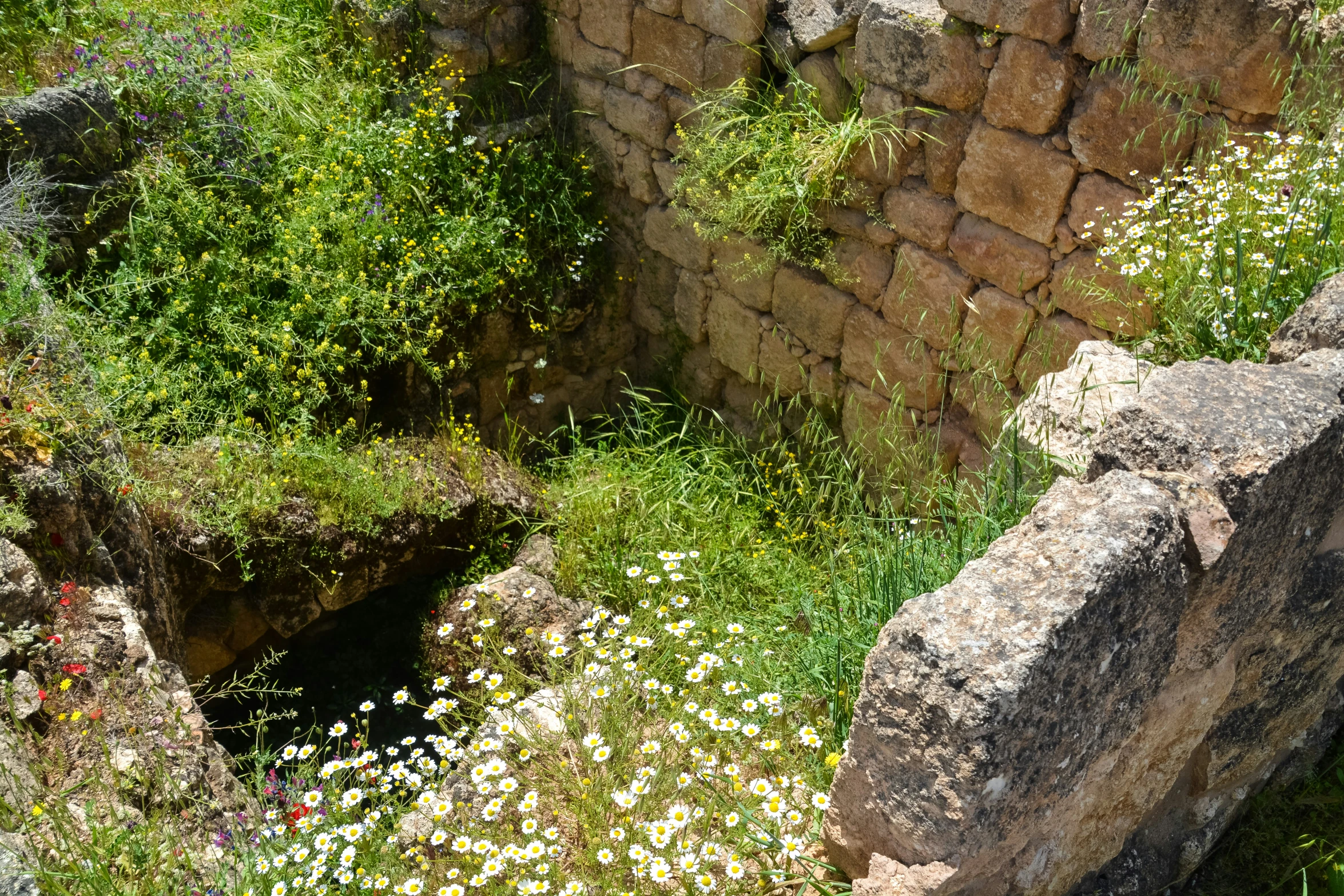 the plants are growing around the large stones