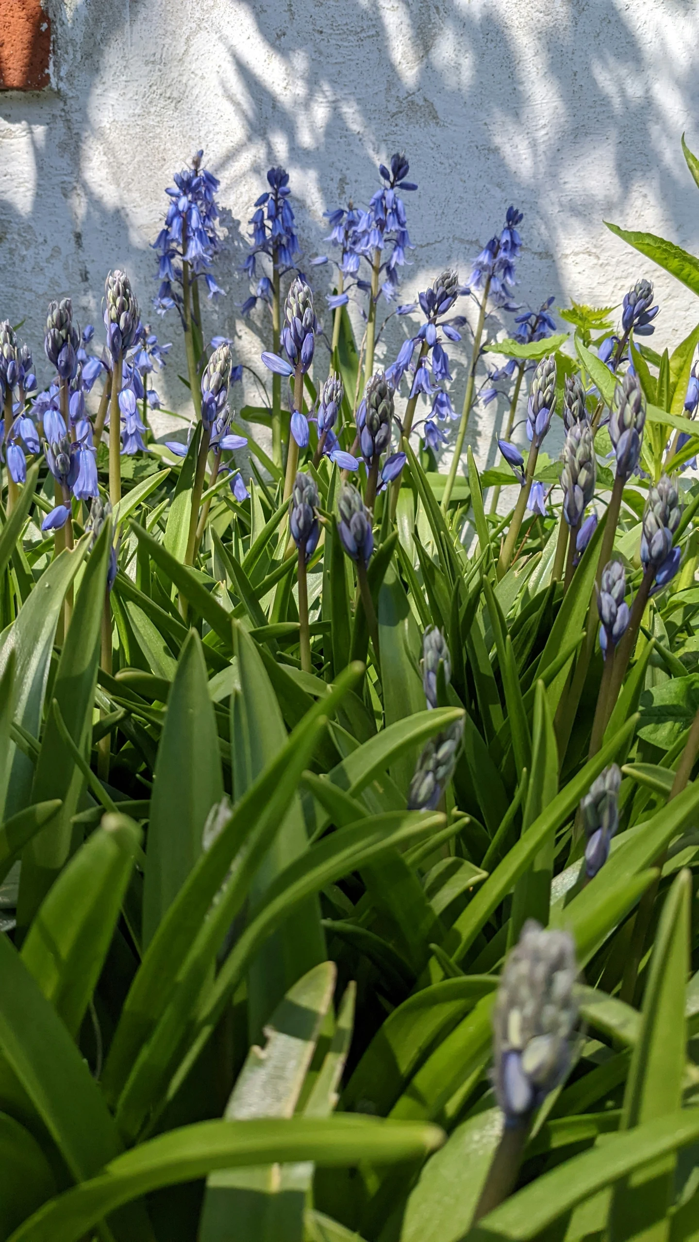 blue irises bloom in front of a white building